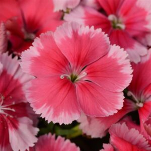 DIANTHUS - CORONET STRAWBERRY