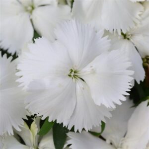 DIANTHUS - CORONET WHITE