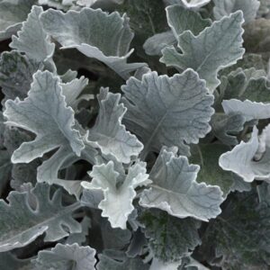 DUSTY MILLER - CIRRUS