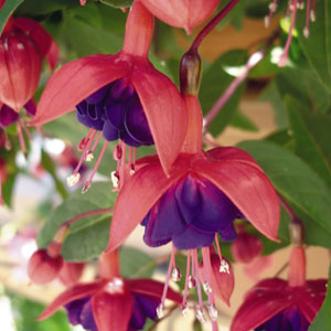 FUCHSIA - DOLLAR PRINCESS