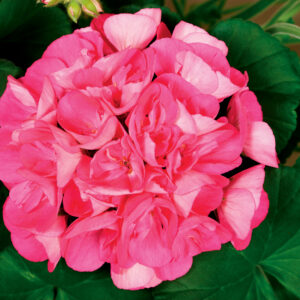 GERANIUM - AMERICANA PINK 4IN