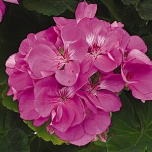 GERANIUM - PATRIOT  LAVENDER BLUE 4IN