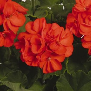 GERANIUM - PATRIOT  ORANGE 4IN