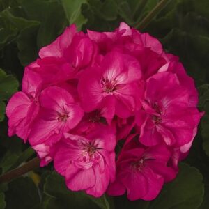 GERANIUM - PATRIOT  ROSE PINK 4IN
