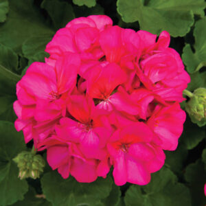 GERANIUM - ROCKY MOUNTAIN VIOLET 4IN