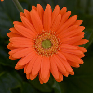 GERBERA DAISY - REVOLUTION ORANGE