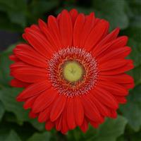 GERBERA DAISY - REVOLUTION RED