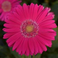 GERBERA DAISY - REVOLUTION ROSE