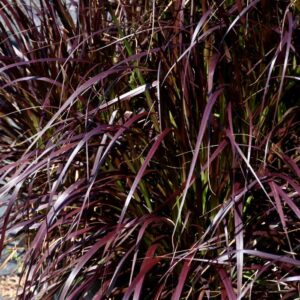 GRASS - PURPLE FOUNTAIN 4IN