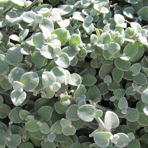 HELICHRYSUM - GREY TRAILING