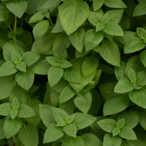 BASIL - LEMON