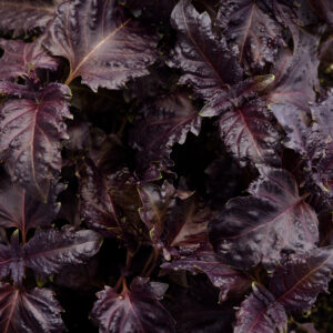 BASIL - PURPLE RUFFLES
