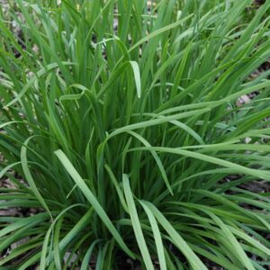 CHIVES - GARLIC