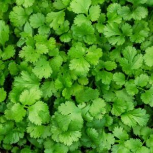 CILANTRO - SANTO