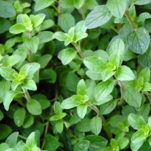 OREGANO - GREEK