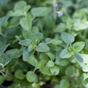 OREGANO - ITALIAN