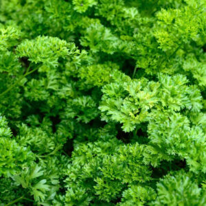 PARSLEY - FOREST GREEN
