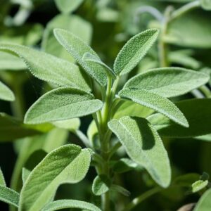 SAGE - OFFICINALIS