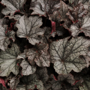 HEUCHERA - CARNIVAL PLUM CRAZY