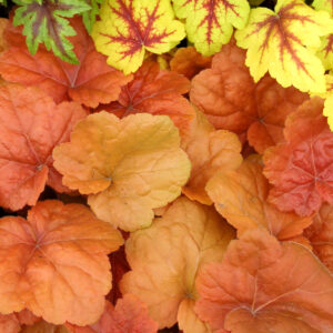 HEUCHERA - CARNIVAL SOUTHERN COMFORT