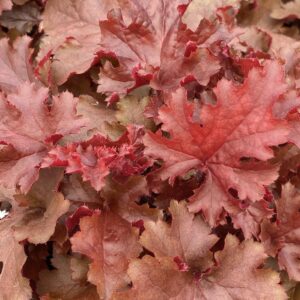 HEUCHERA - INDIAN SUMMER CHERRY BERRY