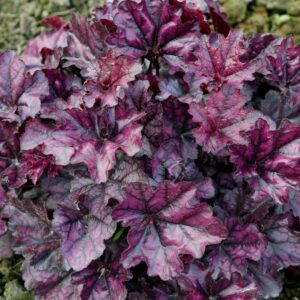 HEUCHERA - INDIAN SUMMER MULBERRY