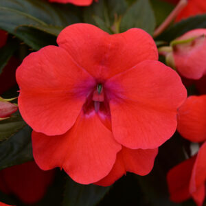 IMPATIENS BOUNCE - BRIGHT CORAL