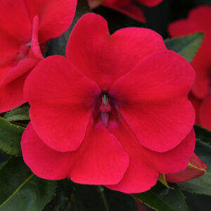 IMPATIENS BOUNCE - CHERRY