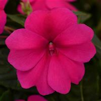 IMPATIENS BOUNCE - VIOLET