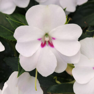 IMPATIENS BOUNCE - WHITE