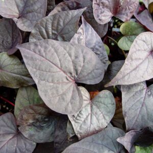 IPOMOEA - ACE OF SPADES