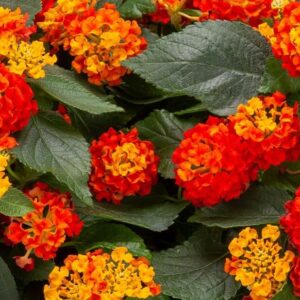 LANTANA - BANDOLISTA RED CHILI