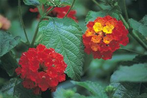 LANTANA - DALLAS RED