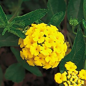 LANTANA - NEW GOLD