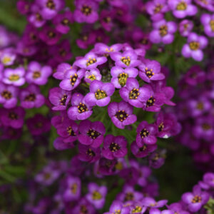 LOBULARIA - EASY BREEZY PURPLE