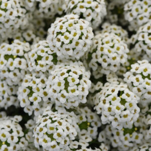 LOBULARIA - EASY BREEZY WHITE