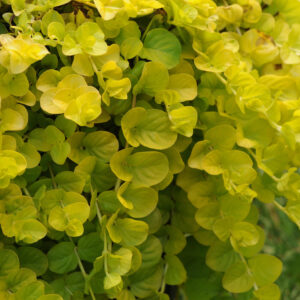 LYSIMACHIA - GOLDII