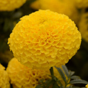 MARIGOLD - TAISHAN YELLOW