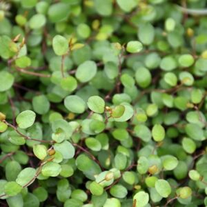 MUEHLENBECKIA - WIRE VINE