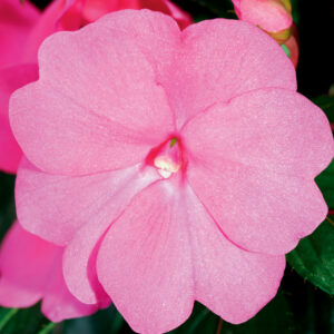 NEW GUINEA IMPATIEN - SONIC BRIGHT PINK