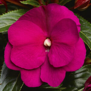 NEW GUINEA IMPATIEN - SONIC DEEP PURPLE