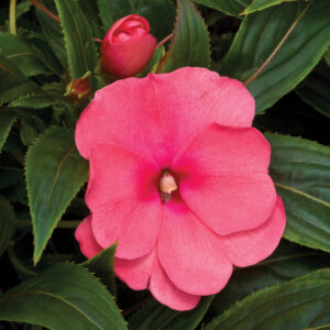 NEW GUINEA IMPATIEN - SONIC PINK