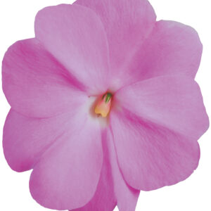 NEW GUINEA IMPATIEN - SUPER SONIC LAVENDER