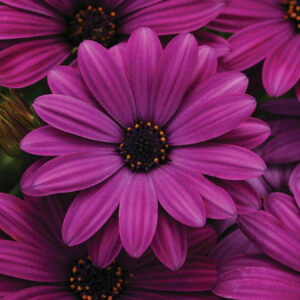 OSTEOSPERMUM - AKILA -PURPLE