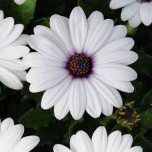 OSTEOSPERMUM - AKILA - WHITE