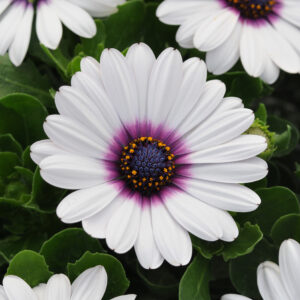 OSTEOSPERMUM - AKILA - WHITE W/PURPLE EYE