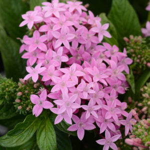 PENTAS - LUCKY STAR LAVENDER
