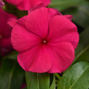 PERIWINKLE - VALIANT BURGUNDY