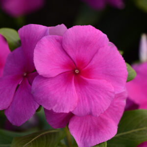 PERIWINKLE - VALIANT LILAC