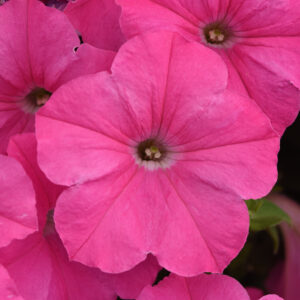 PETUNIA - E3 EASY WAVE PINK